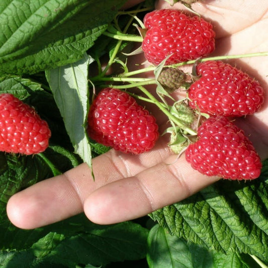Ghid complet despre cultivarea zmeurului.