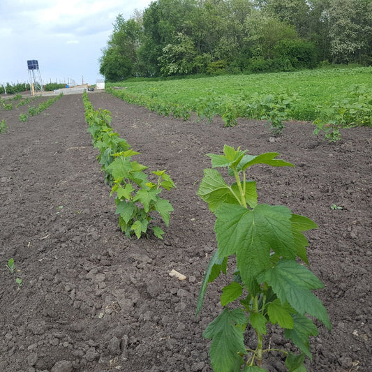 Plantarea, intretinerea si recoltarea culturii de zmeur si mur .