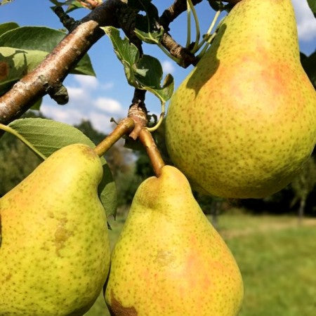 par wiliams pomi fructiferi