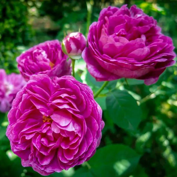 Butasi Trandafiri Pepiniera Fundulea