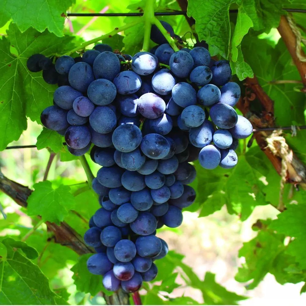 Butasi vita de vie Pepiniera Fundulea