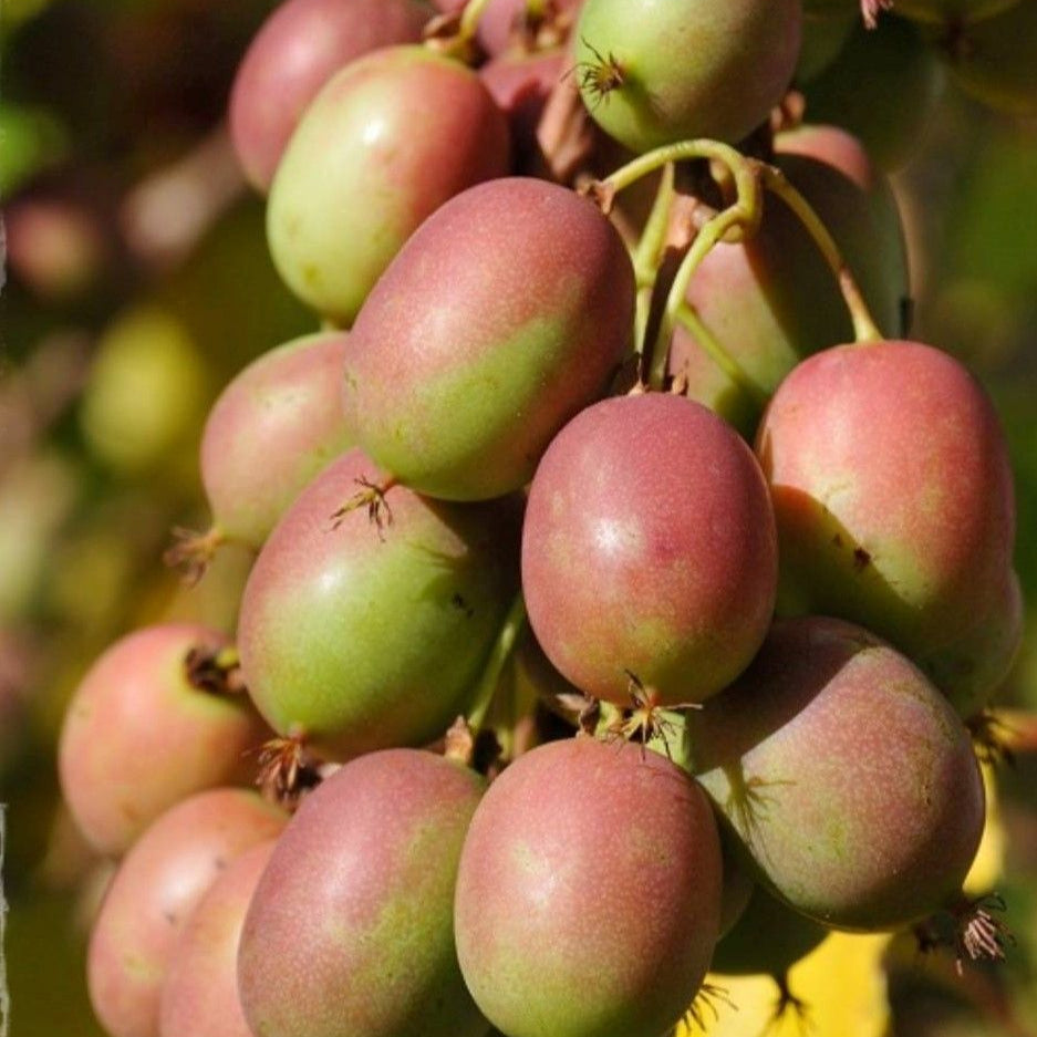 Mini kiwi Actinidia Jenny in ghiveci P9