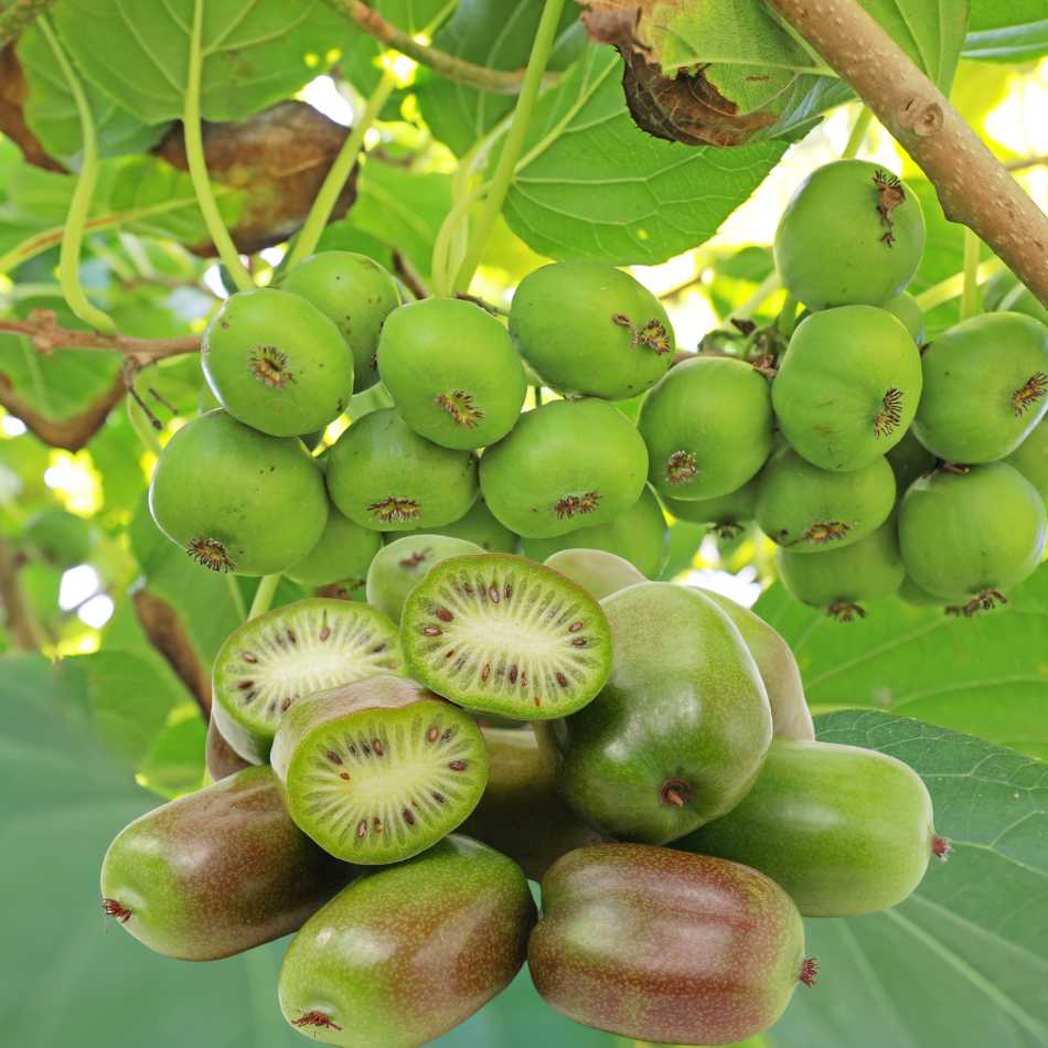 Mini kiwi Actinidia Jenny in ghiveci P9