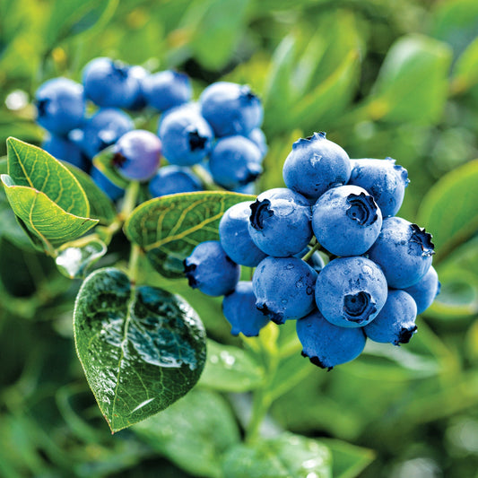 Afin Chandler pe rod anul III 50-60 cm in ghiveci 2L