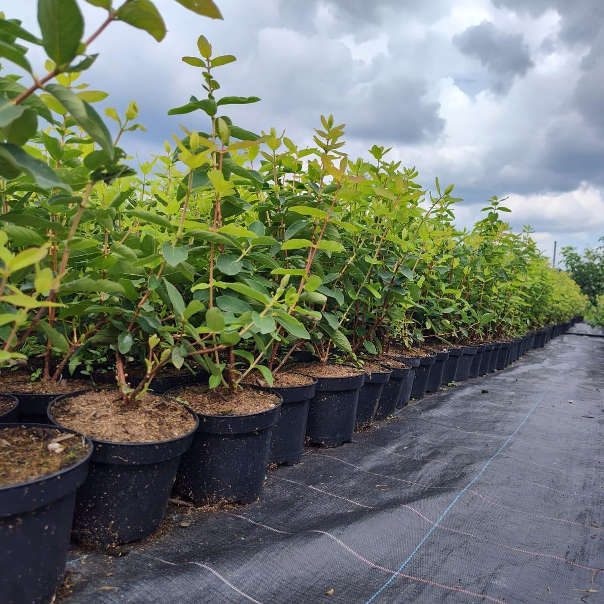 Afin Siberian Honey an III pe Rod in Ghiveci 1,5L