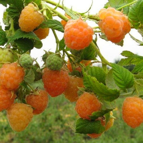 Zmeur Citria Butasi Certificati 50cm