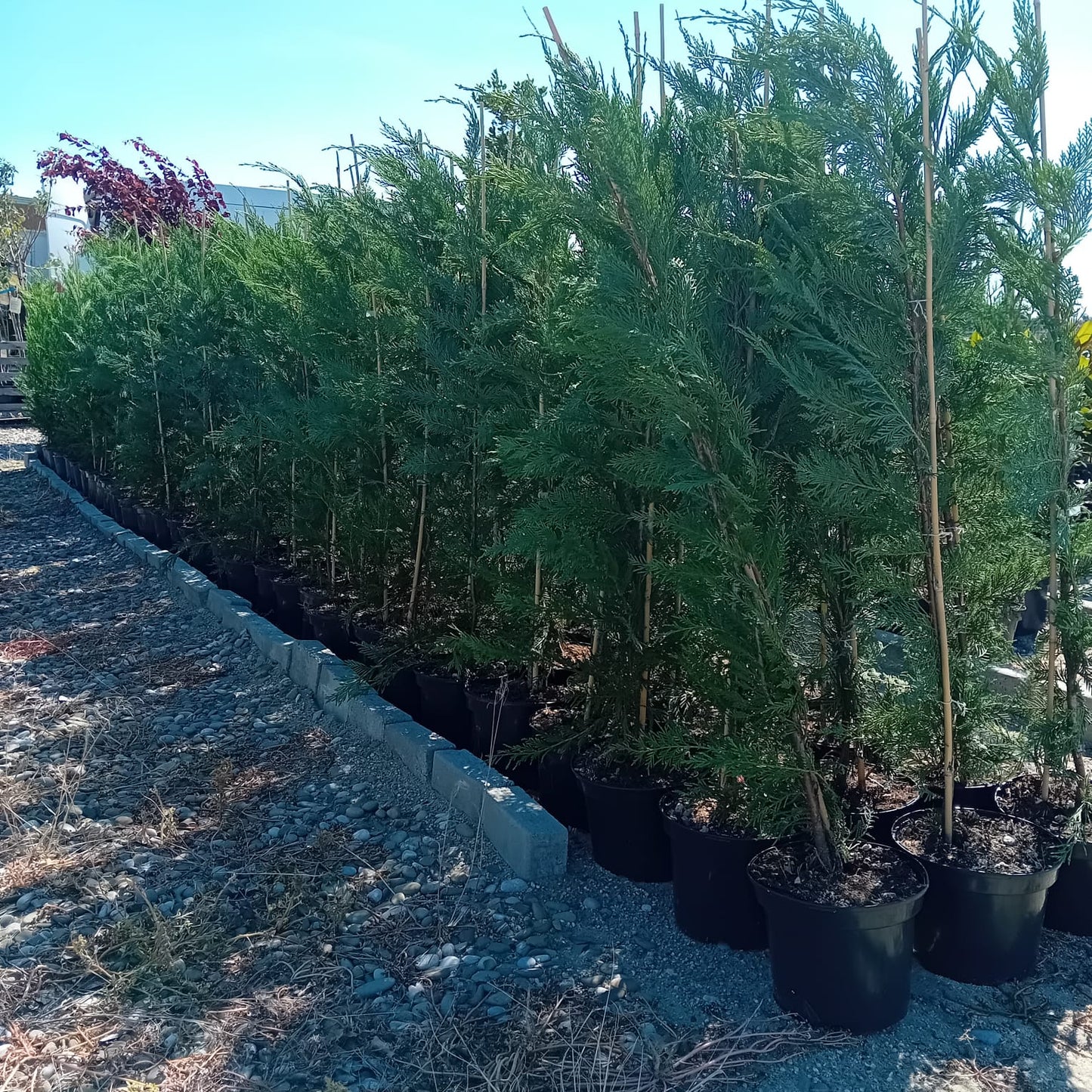 Chiparos Leylandi gard vesnic verde H100-120cm in ghiveci 3l