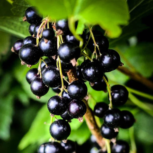 Coacaz Negru Deea Butasi 50-60cm