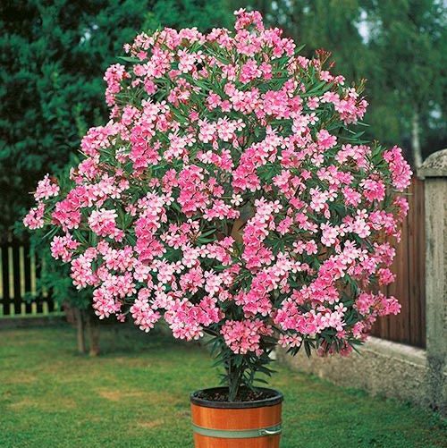 Leandru roz 60 cm ghiveci 4l – Pepinierele Fundulea - Zmeura si