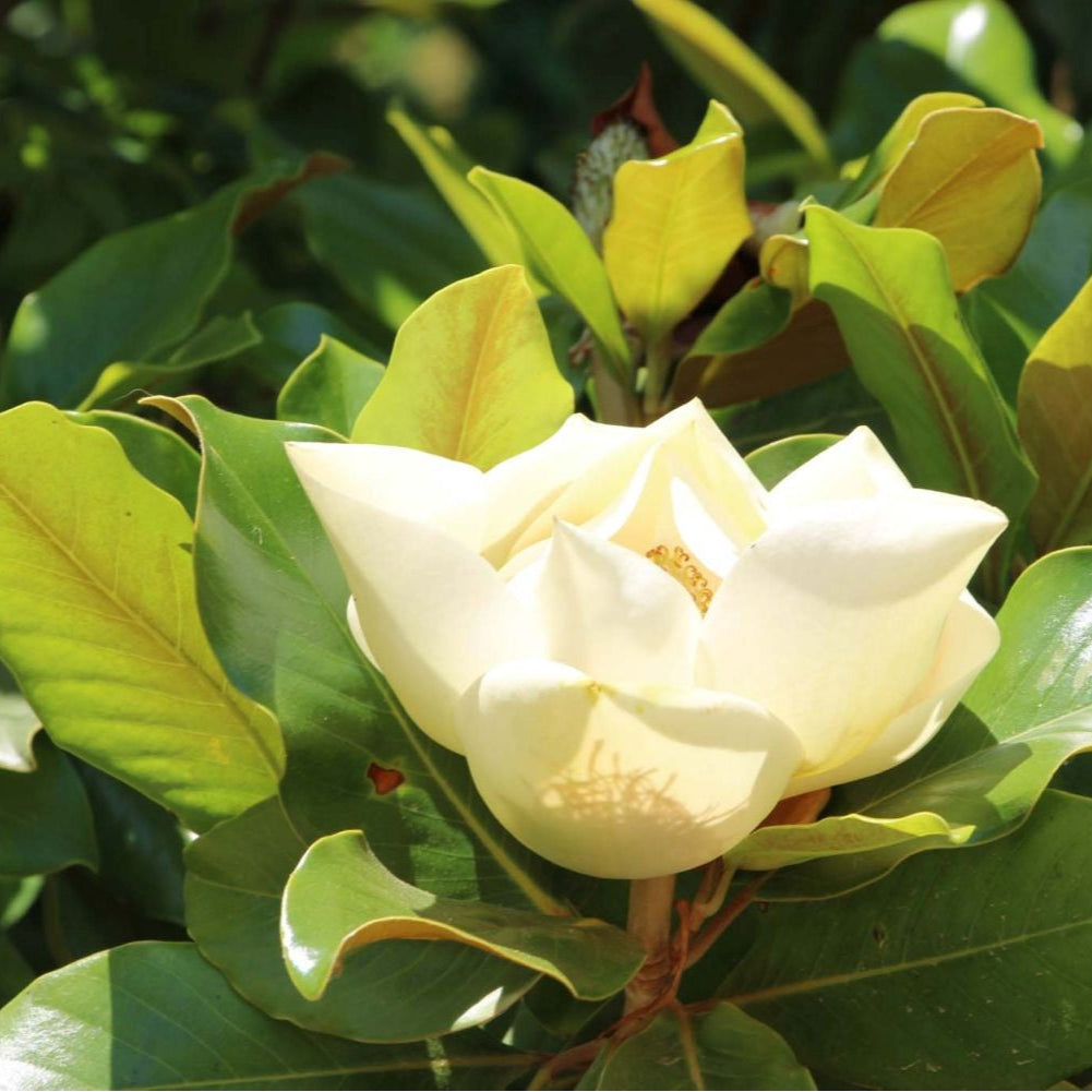 Magnolie Grangiflora Vesnic Verde 70 cm in ghiveci 4L