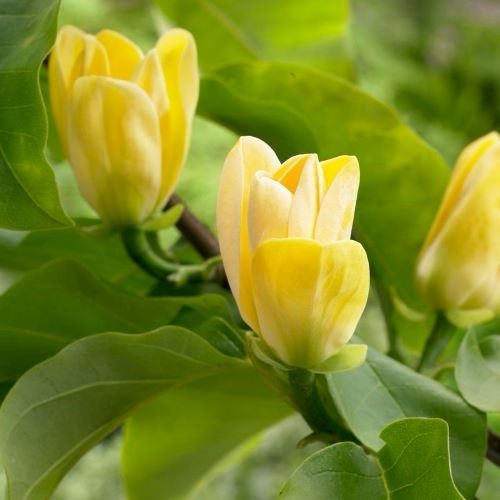 Magnolie Galbena in ghiveci 5L