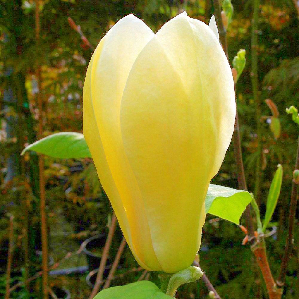Magnolie Galbena in ghiveci 5L