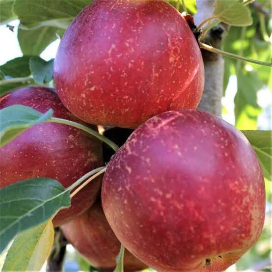 mar ionatan pomi fructiferi