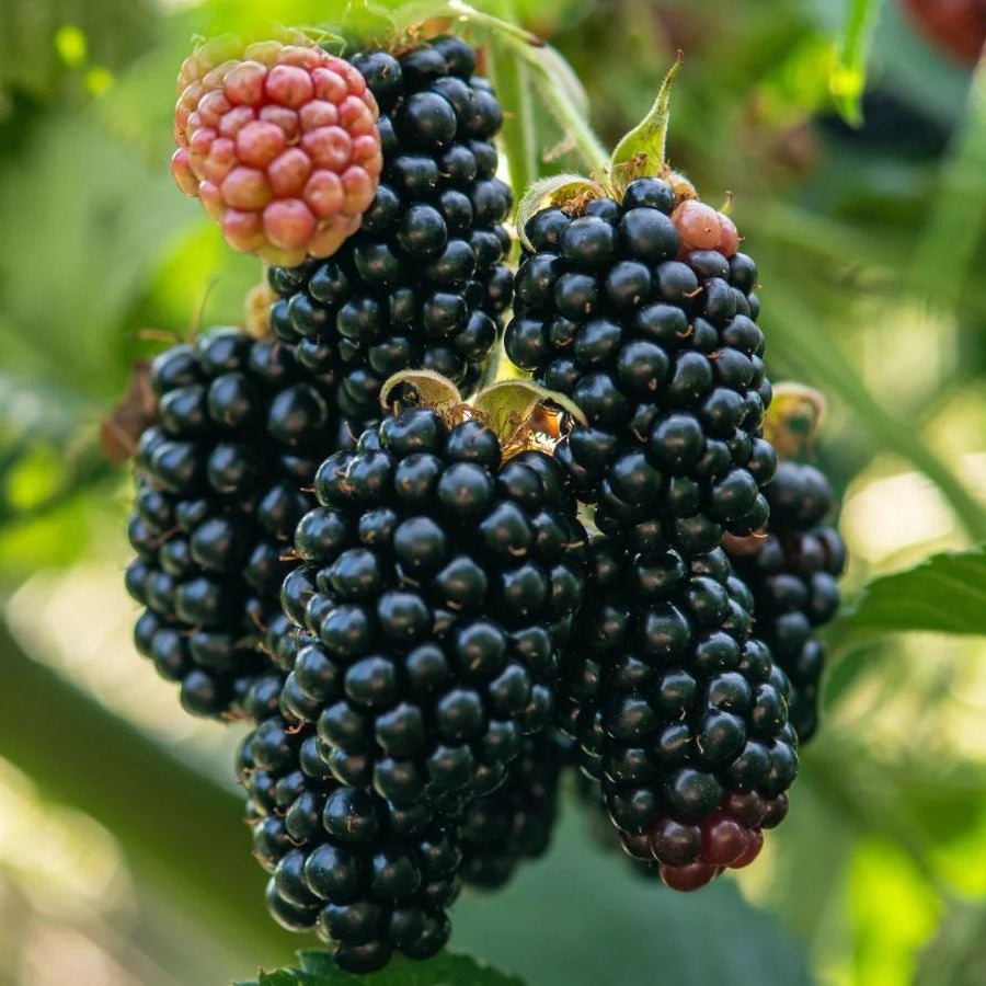 butasi mur thornfree