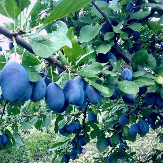 Prun Stanley pomi fructiferi