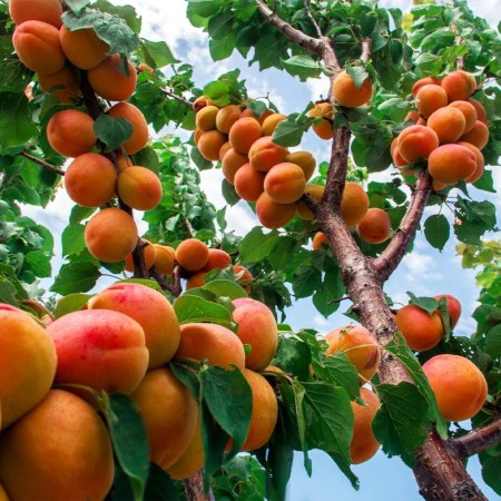 Pomi fructiferi Pepiniera Fundulea