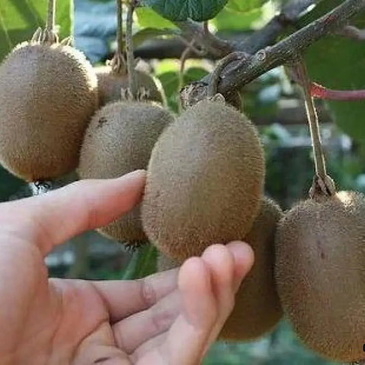 Kiwi Autofertil 35cm in Ghiveci 3l