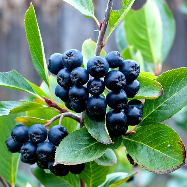 Aronia pomisor pe picior altoit