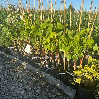Vita de Vie Regina Viilor anul II pe rod ghiveci 2L