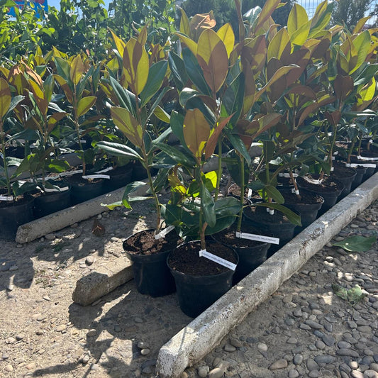 Magnolie Grangiflora Vesnic Verde 70 cm in ghiveci 4L