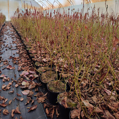 Afin Bonus Boabe Mari  50-60 cm pe rod in ghiveci 1,5 Anul III