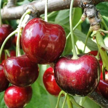 Cires Ghermesdorf