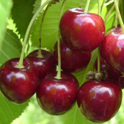 Cires Ghermesdorf
