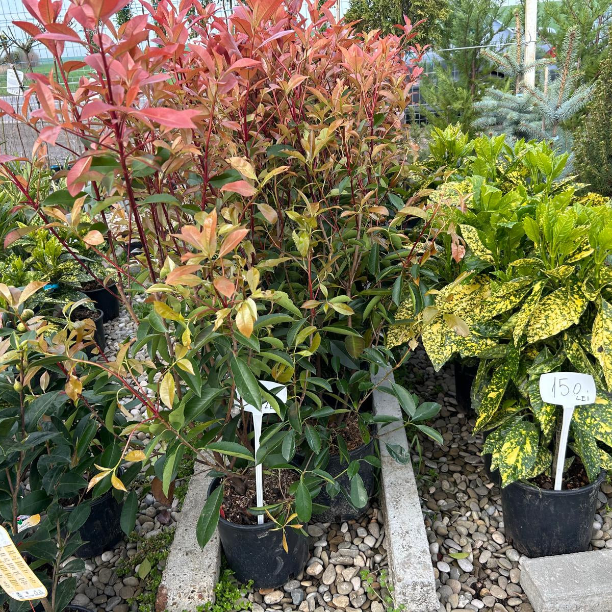Photina Red 40-50 cm gard viu in ghiveci 3l