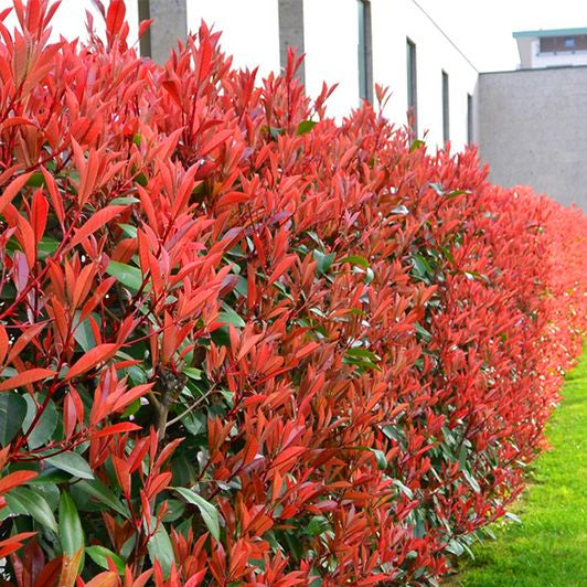 Photina Red 40-50 cm gard viu in ghiveci 3l