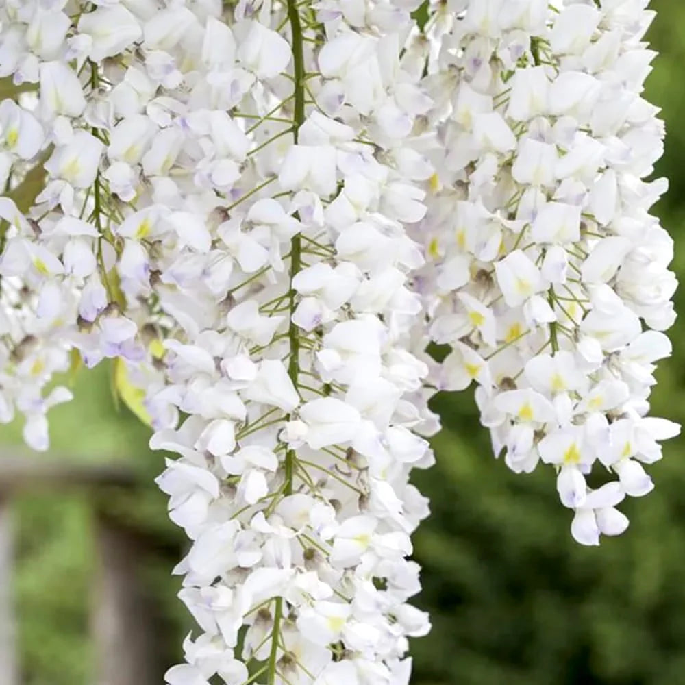 Glicina alba Wisteria 160-180 cm ghiveci 3l