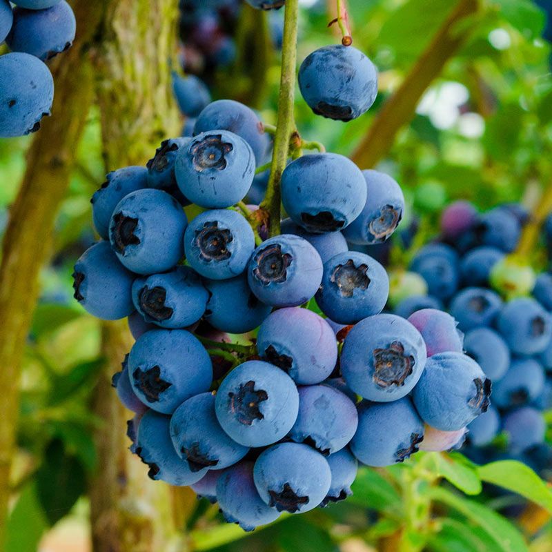 Afin BlueCrop Blueberry