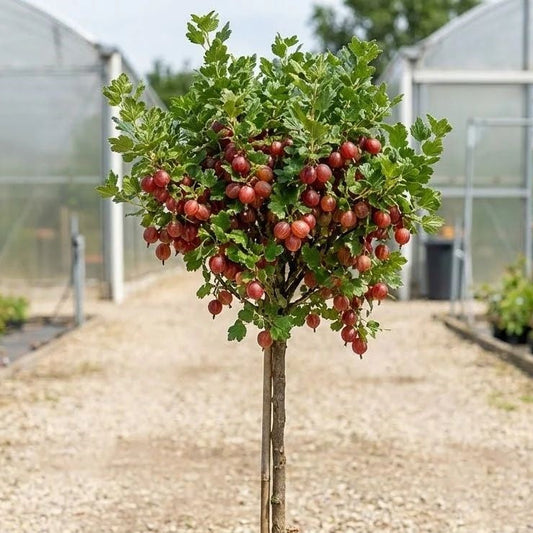 Agris rosu pomisor inaltime 100cm