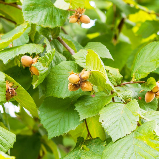 Alun aclimatizat Corylus Avellana 150cm