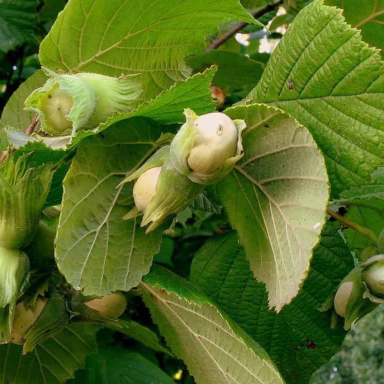 Alun aclimatizat Corylus Avellana 150cm