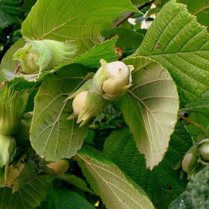 Alun aclimatizat Corylus Avellana 150cm
