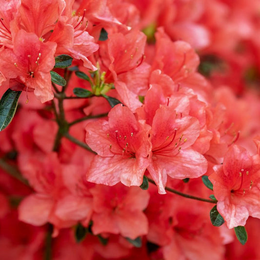 Azalea Japonica in ghiveci 2L