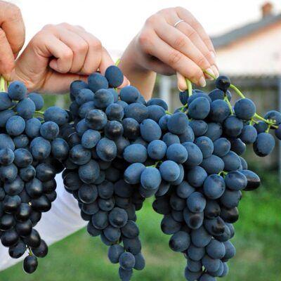 Vita Vie Feteasca Neagra