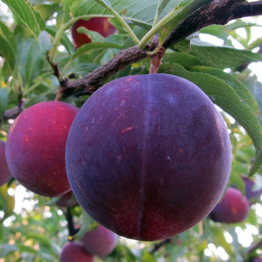 Cais Negru Velvet Urias anul II