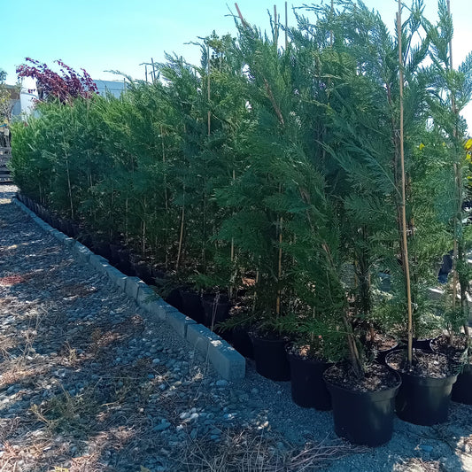 Chiparos Leylandi gard vesnic verde H100-120cm in ghiveci 3l