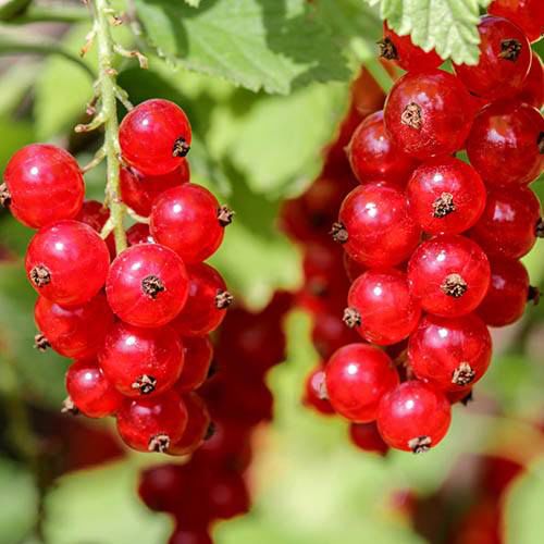 coacaz junkher
