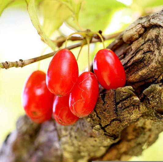 Corn rosu inaltime 1,3-1,5m