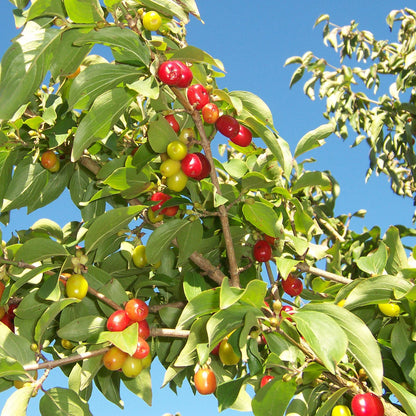 Corn rosu inaltime 1,3-1,5m