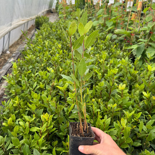 Dafin comestibil 40 cm ghiveci p9