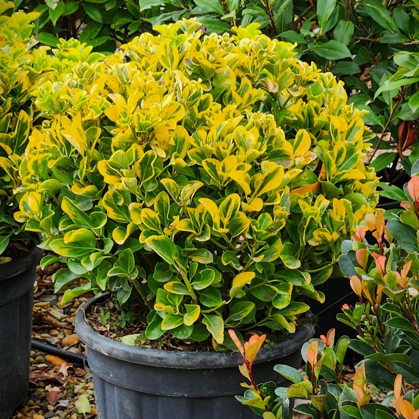 Euonymus Gold Elegant Aureus in ghiveci 5l