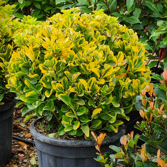 Euonymus Gold Elegant Aureus in ghiveci 5l