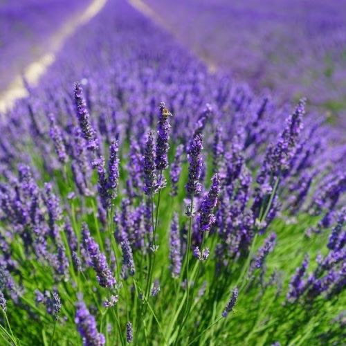 Lavanda butasi