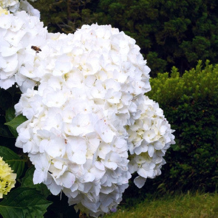 Hortensia Anabela 30-40cm in ghiveci 3L