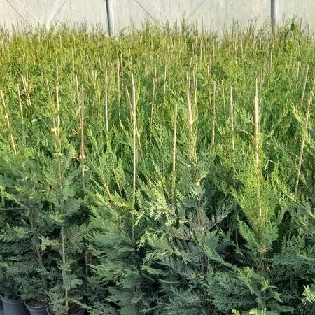 Chiparos Leylandi gard vesnic verde 80 cm in ghiveci 3l