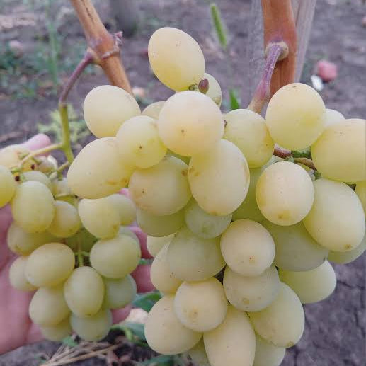 Vita de vie Cotton Candy Ratatui fara Samburi super aromata in ghiveci h80cm+