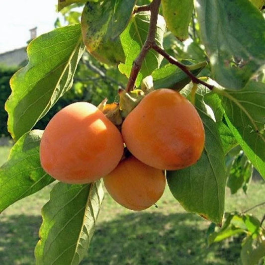Kaki aclimatizat Tipo 160 cm